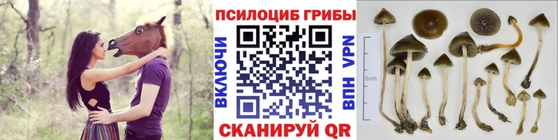 МЕГА зеркало  хочу наркоту  Сальск  Псилоцибиновые грибы MAGIC MUSHROOMS 