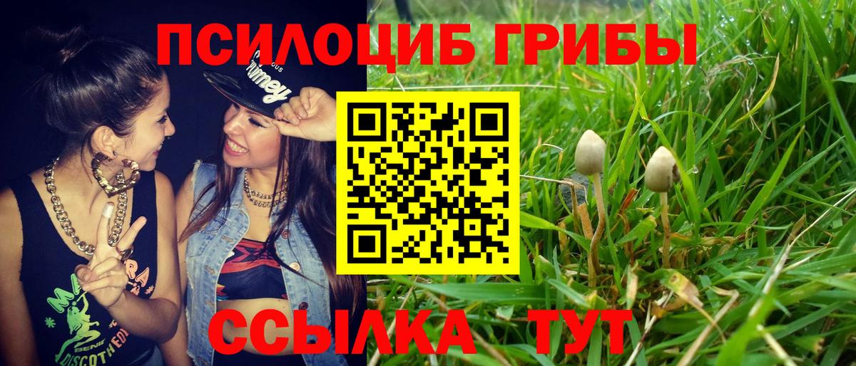 Сальск  Псилоцибиновые грибы прущие грибы  Вход с VPN 
